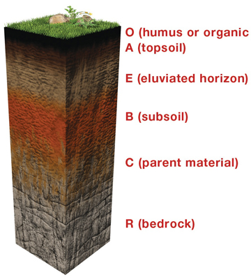 soil profile for kids